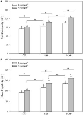 Complementary effects of phosphorus supply and planting density on maize growth and phosphorus use efficiency